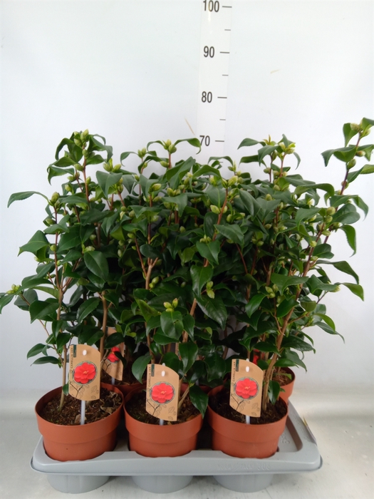 <h4>Camellia reticulata 'Mary Williams'</h4>