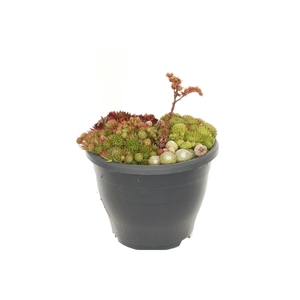 Sempervivum gemengd