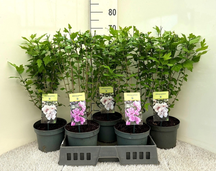 <h4>HIBIS SYRIACUS</h4>