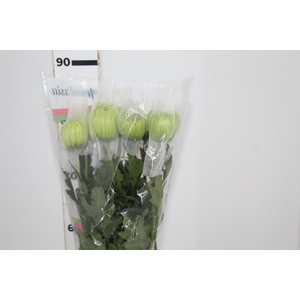 ANASTASIA DARK GREEN 080 CM VERDE