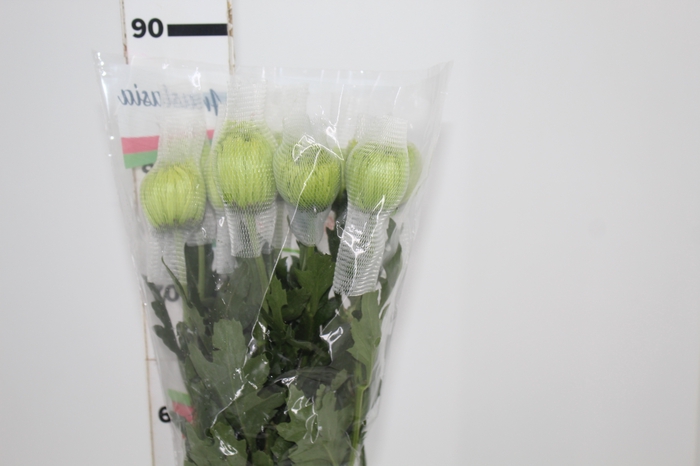 <h4>ANASTASIA DARK GREEN 080 CM VERDE</h4>