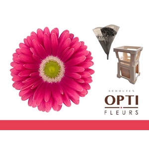 Gerbera Unique Water / Hoes