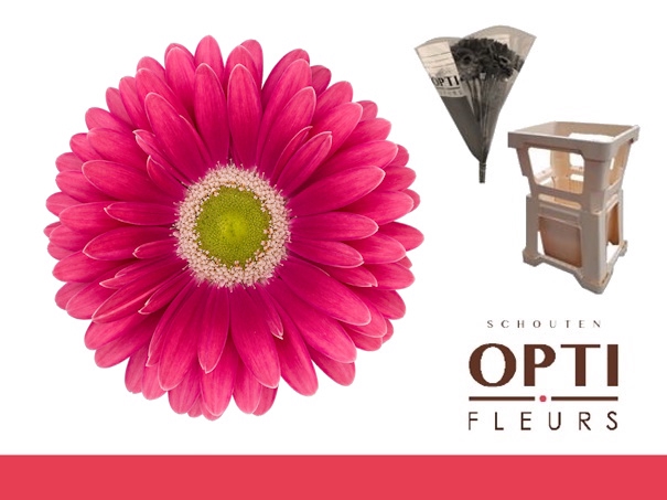 <h4>Gerbera Unique Water / Hoes</h4>