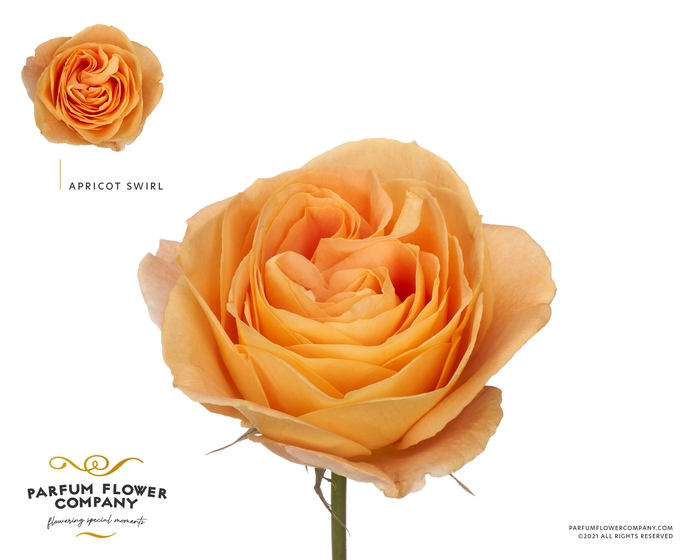 Rosa Parfum Apricot Swirl