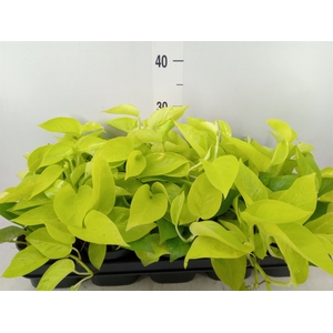 Epipremnum pinn. 'Golden Pothos'