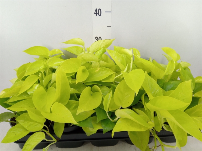 <h4>Epipremnum pinn. 'Golden Pothos'</h4>