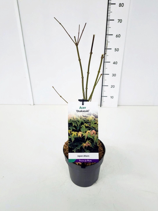 <h4>Acer palmatum Osakazuki</h4>