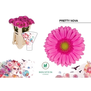 Gerbera Pretty Nova Water x40