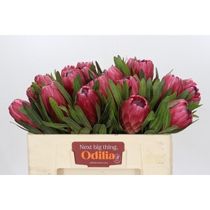 Protea Red Ice