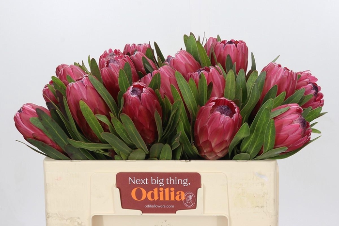 <h4>Protea Red Ice</h4>