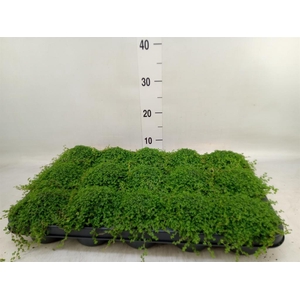 Soleirolia soleirolii   ...green