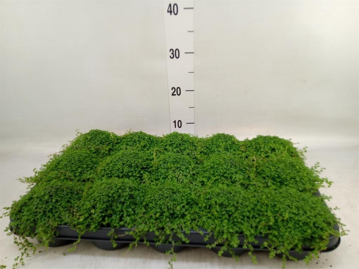 <h4>Soleirolia soleirolii   ...green</h4>