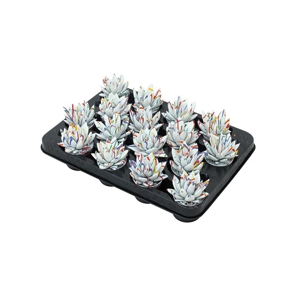 <h4>Echeveria coloured Splash white</h4>