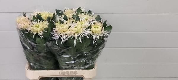 <h4>CHR G WHITE SPIDER</h4>