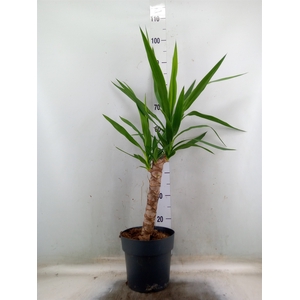 Yucca elephantipes   ...