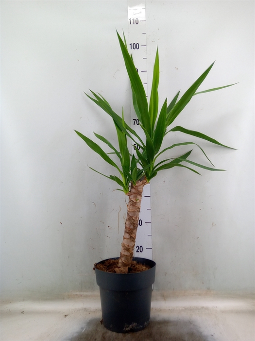<h4>Yucca elephantipes   ...</h4>
