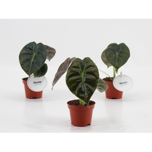 Alocasia Golden Bone