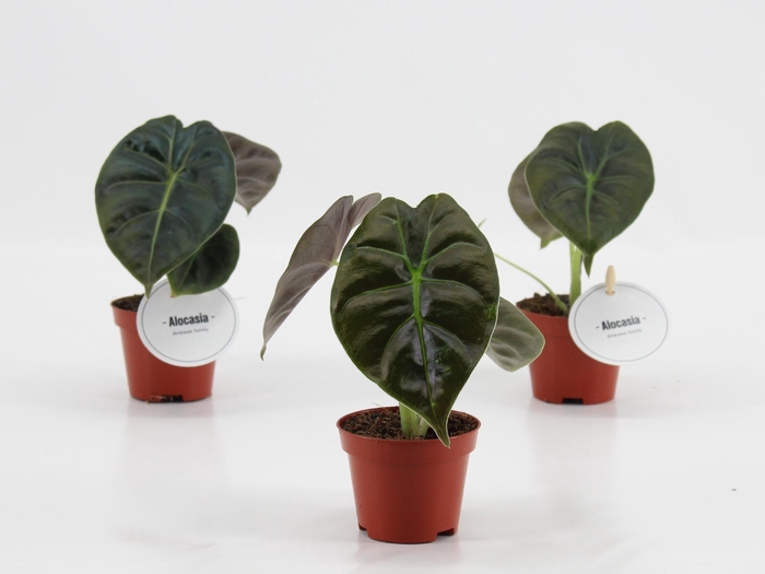 <h4>Alocasia Golden Bone</h4>