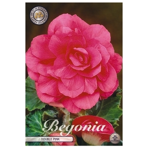 Begonia Double Pink x3 5/6