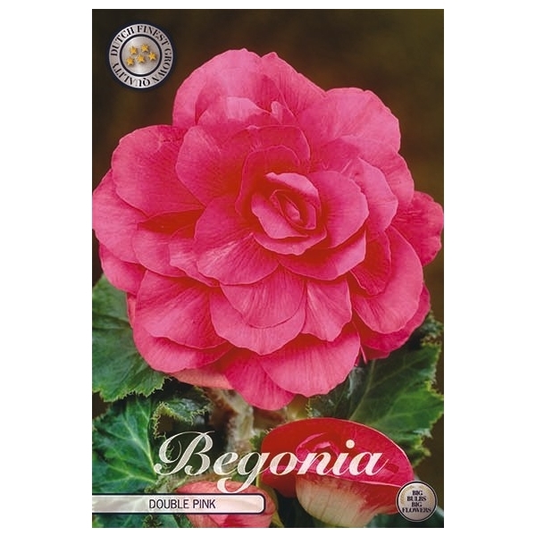 <h4>Begonia Double Pink x3 5/6</h4>