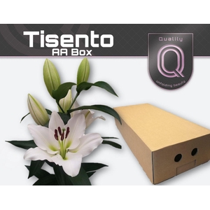 LI OT TISENTO AA doos 4+