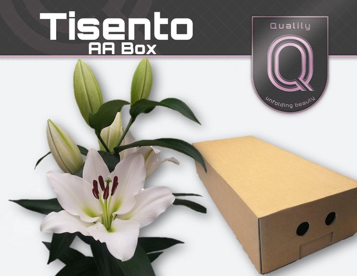 <h4>LI OT TISENTO AA doos 4+</h4>