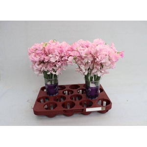 LATHYR PARFUM P PINK