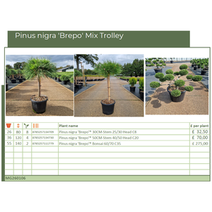 Pinus nigra 'Brepo' Mix Trolley (MG26106)