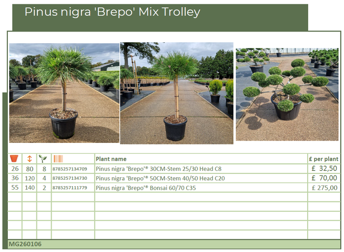 <h4>Pinus nigra 'Brepo' Mix Trolley (MG26106)</h4>