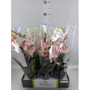 Phalaenopsis   ...yellow