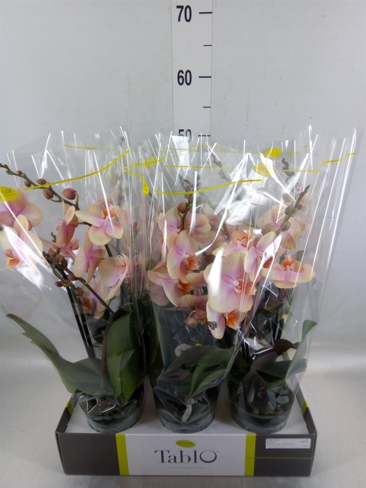 <h4>Phalaenopsis   ...yellow</h4>