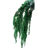 Pres Amaranthus Bleached Apple Green