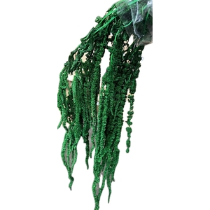 Pres Amaranthus Bleached Green