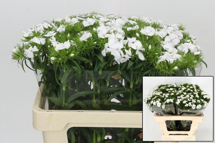 <h4>DI BARB DUKE BRE</h4>