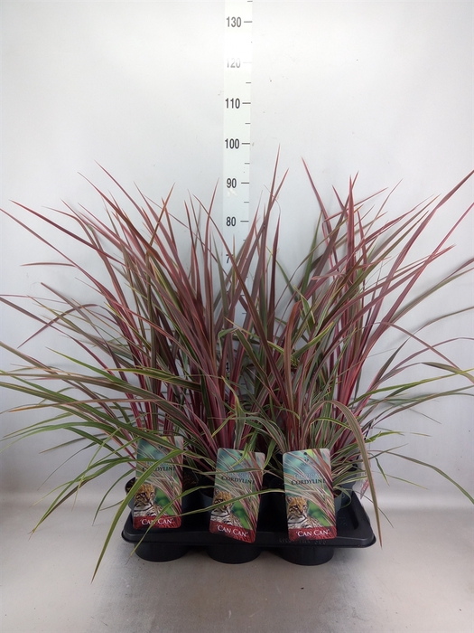 <h4>Cordyline   ...mix</h4>