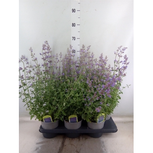 Nepeta faassenii