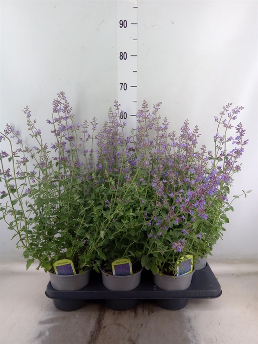 <h4>Nepeta faassenii</h4>