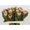 Protea Grandicolor