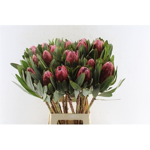 Protea Lancelot