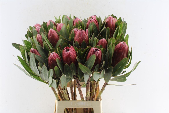 <h4>Protea Lancelot</h4>