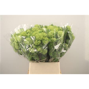 Viburnum Roseum St 6+