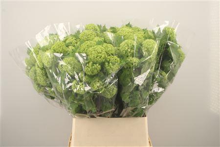 <h4>Viburnum Roseum St 6+</h4>