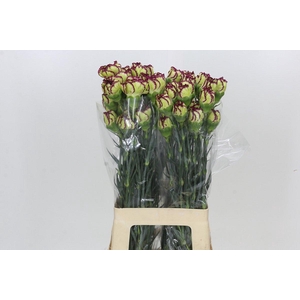 Dianthus St Extravaganza