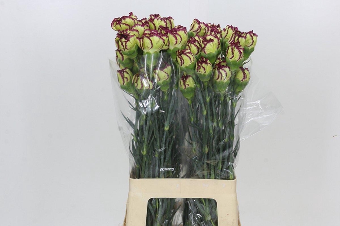 <h4>Dianthus St Extravaganza</h4>