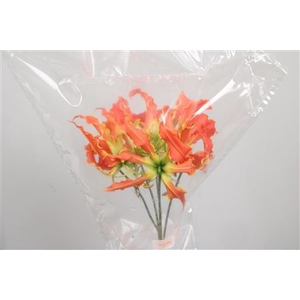 Gloriosa Exot Orange Short