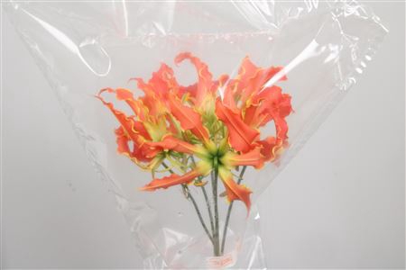 <h4>Gloriosa Exot Orange Short</h4>