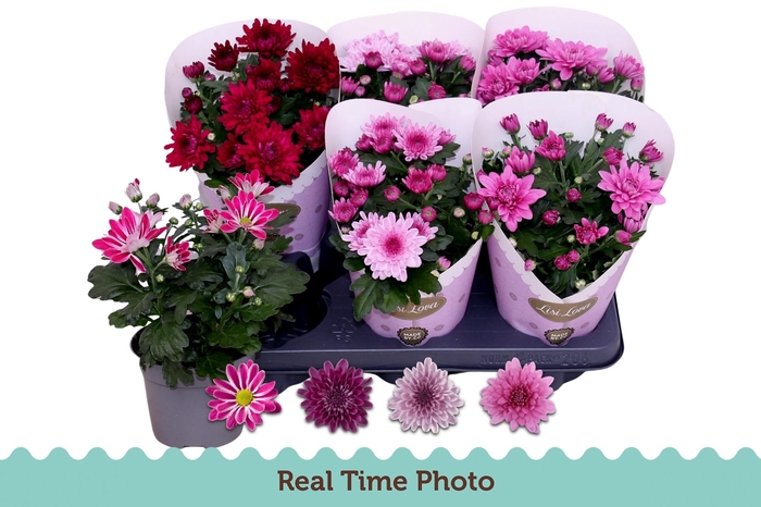 <h4>CHR GEMENGD</h4>