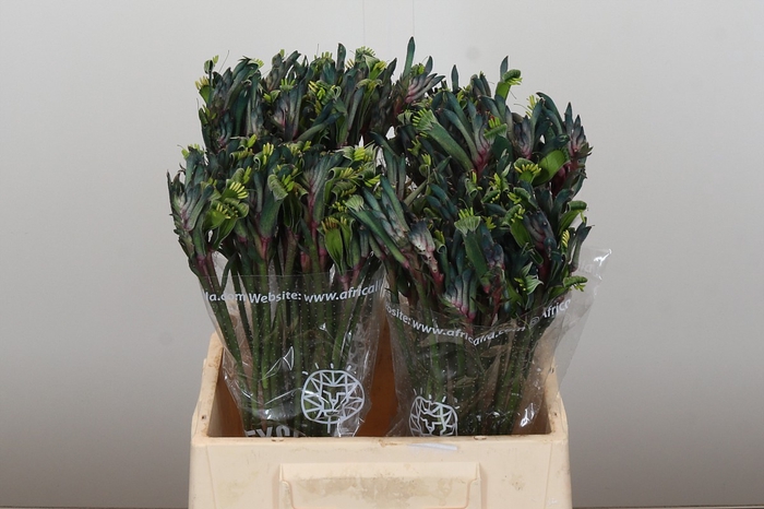 <h4>Anigozanthos Celebrations Firework</h4>