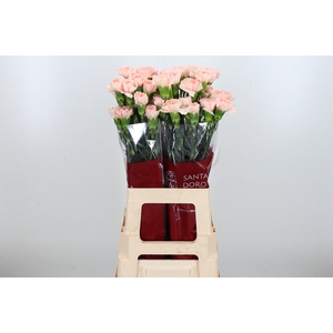 Di St Novia Peach