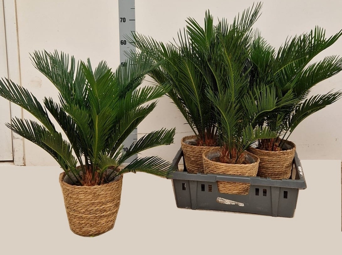 <h4>CYCAS REVOLUTA</h4>